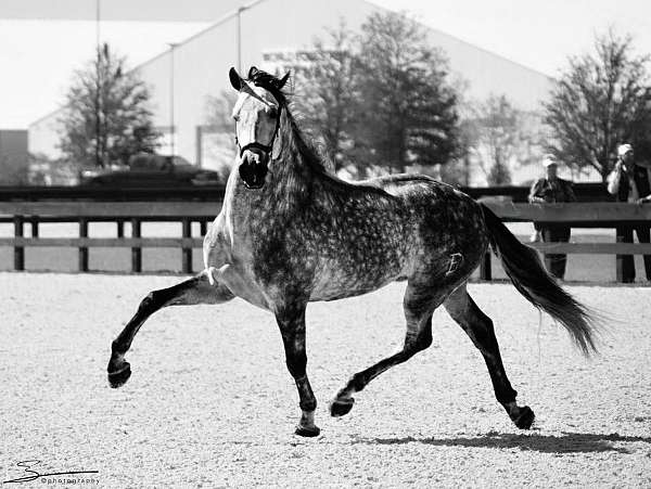 breeding-andalusian-horse