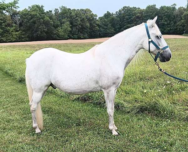 a-show-paso-fino-horse