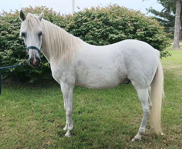 adults-paso-fino-horse