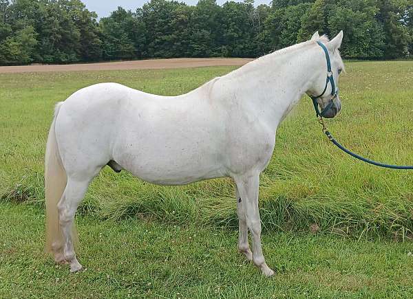 bloodline-paso-fino-horse