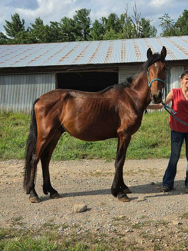 draft-percheron-colt-gelding