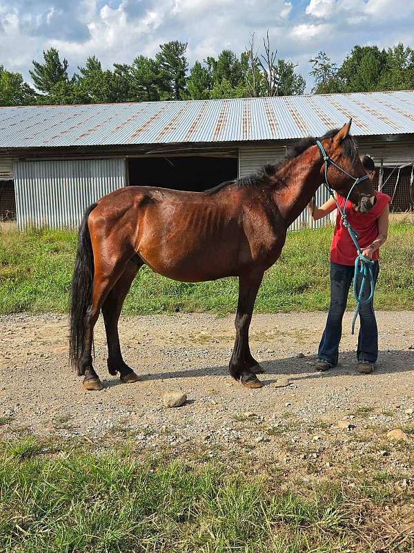 bay-project-rescue-horse