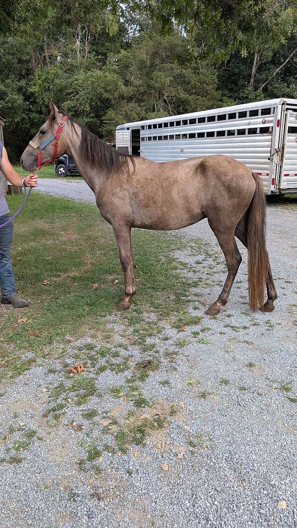 grey-gaited-project-horse