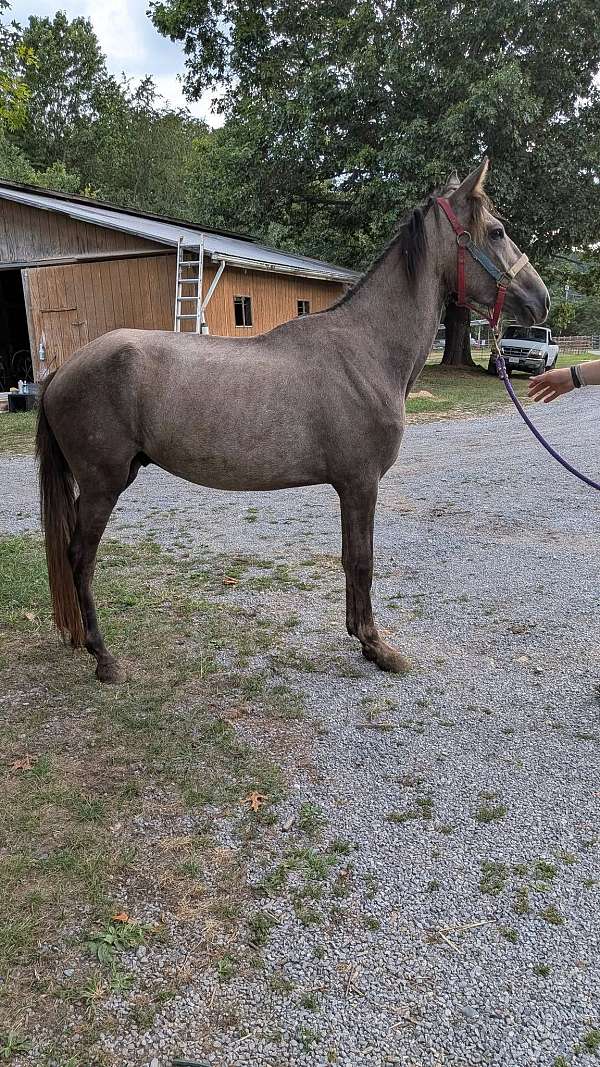 gaited-project-paso-fino-horse