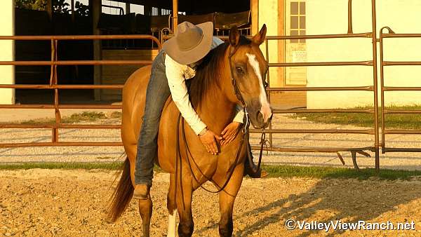 husband-safe-quarter-horse