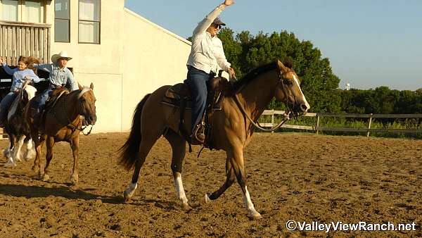 penning-quarter-horse