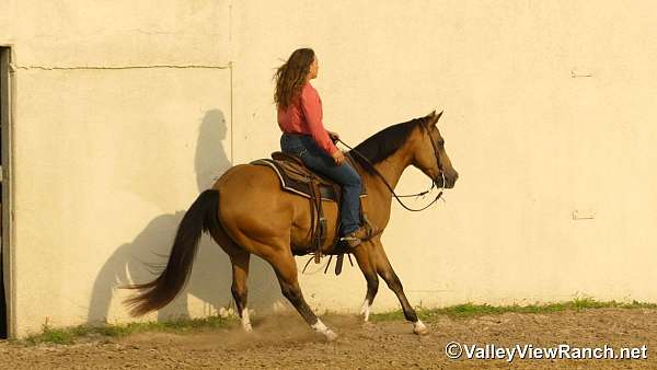 kid-safe-quarter-horse
