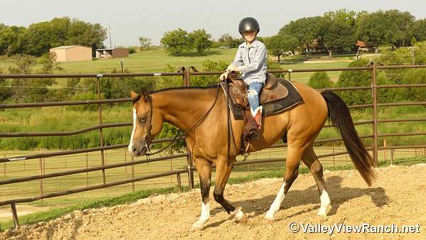 ranch-quarter-horse