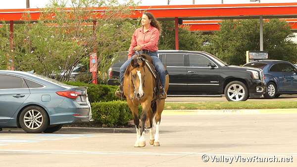 ranch-versatility-quarter-horse