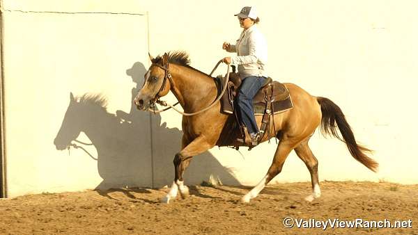 ranch-work-quarter-horse