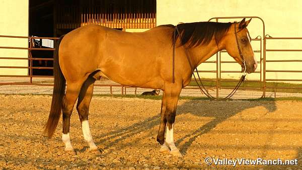 ridden-western-quarter-horse
