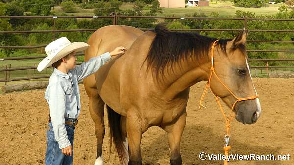 team-penning-quarter-horse