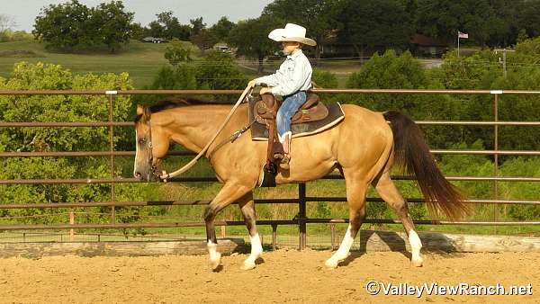 trail-quarter-horse
