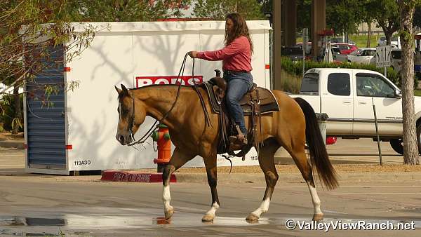 trail-class-competition-quarter-horse
