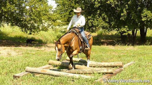 trail-riding-quarter-horse