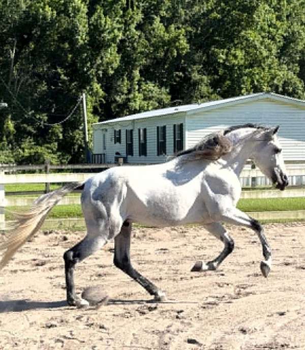 all-around-andalusian-horse