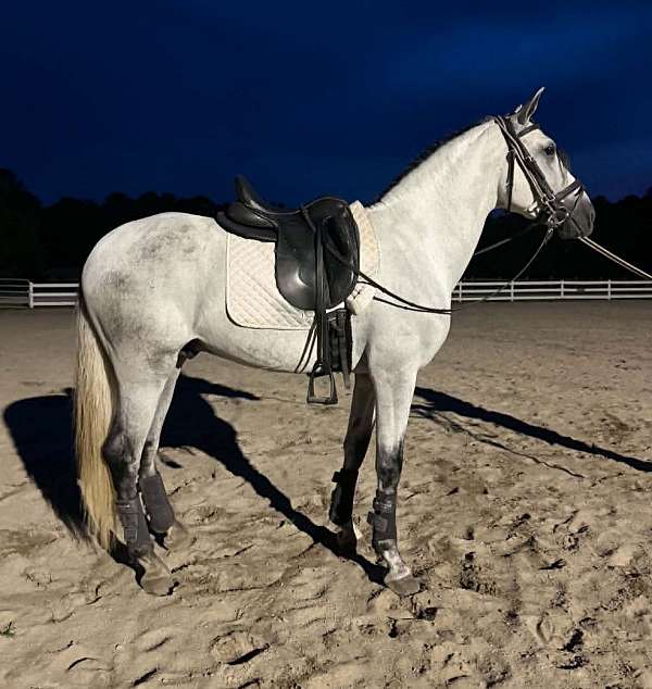 athletic-andalusian-horse