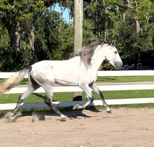 breeding-andalusian-horse