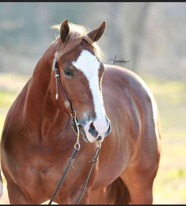 blaze-socks-horse