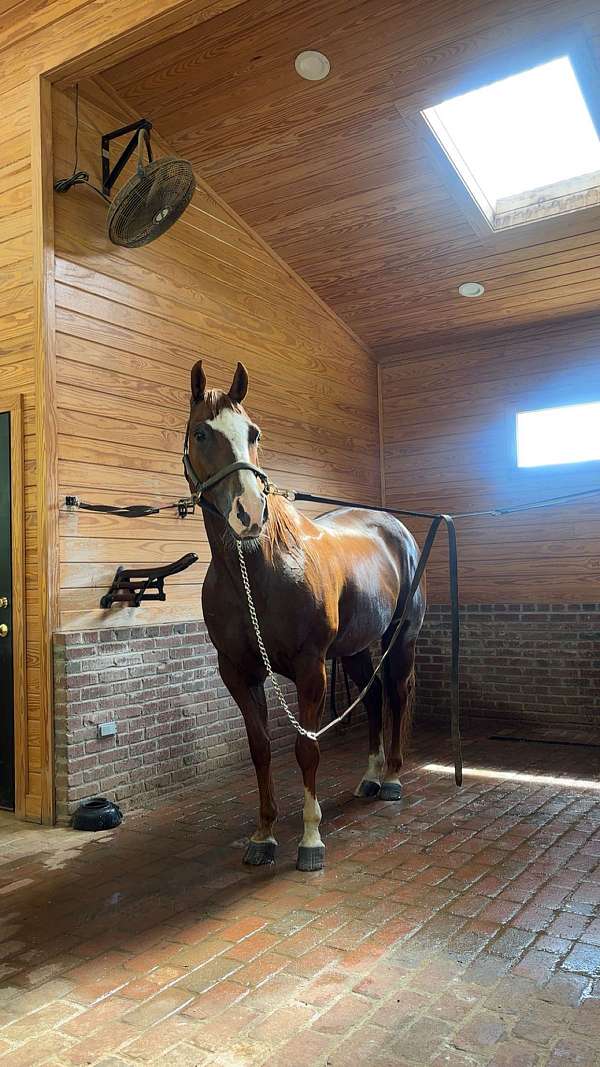sorrel-blaze-socks-horse