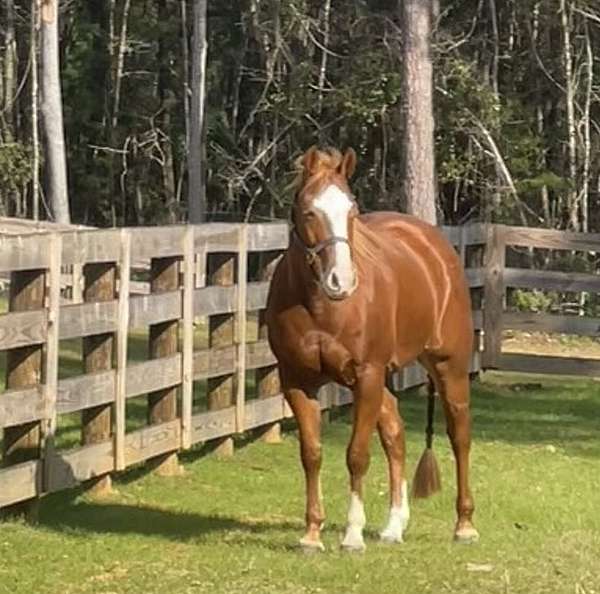 a-show-quarter-horse