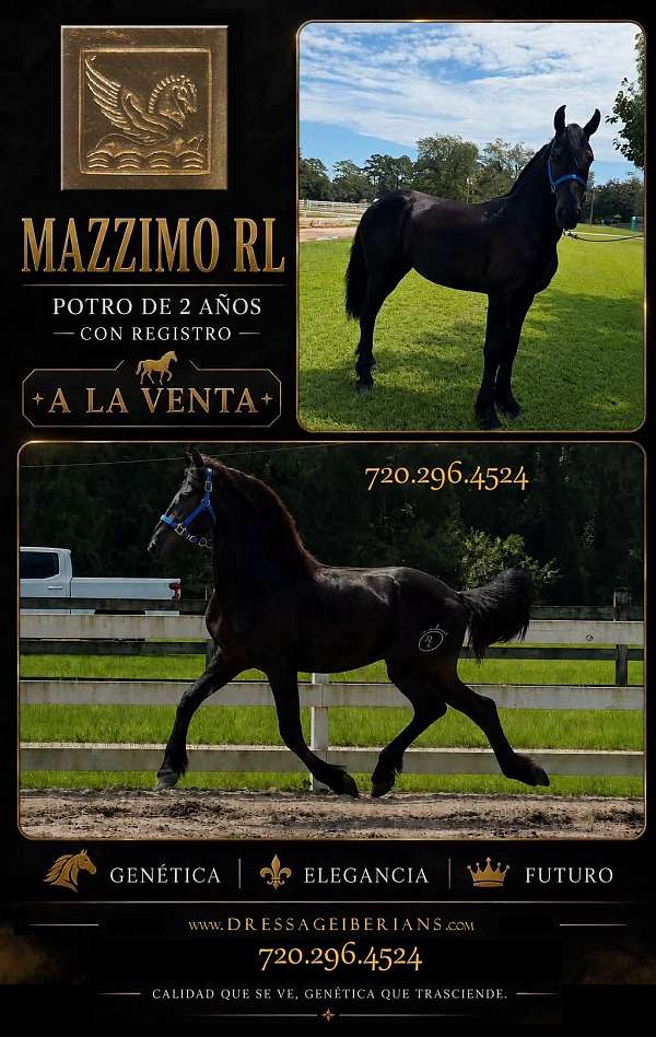 all-around-friesian-horse