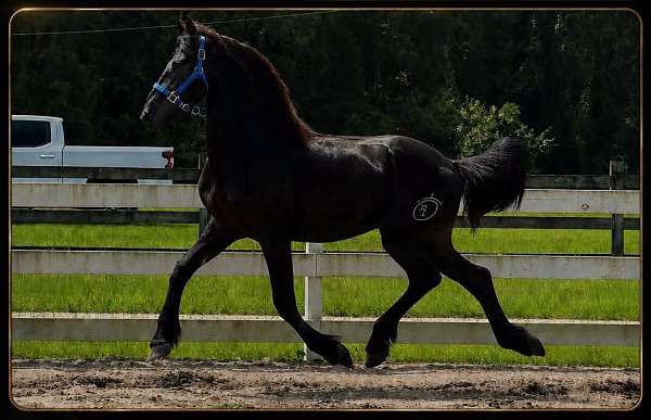 athletic-friesian-horse