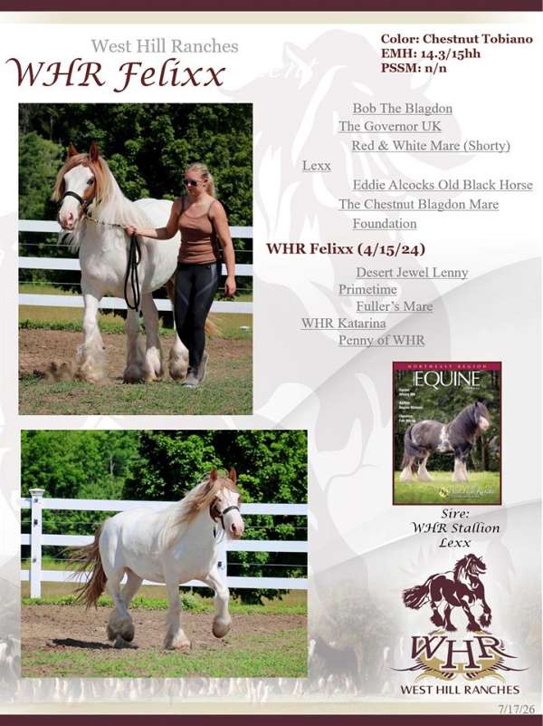 gypsy-horses-for-sale-vanner-sale