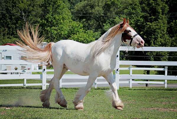 chestnut-tobiano-gvhs-horse