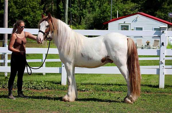 tobiano-horse