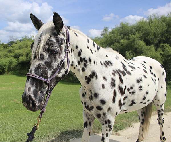 appaloosa-mare