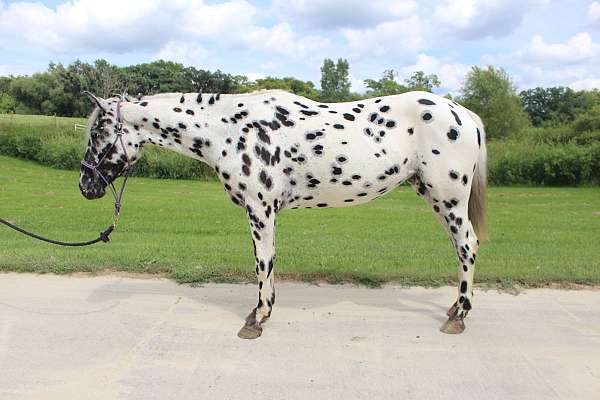appaloosa-horse