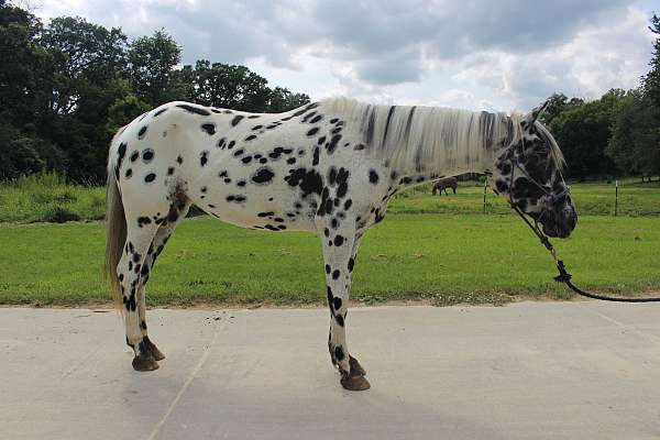 appaloosa-horse-for-sale