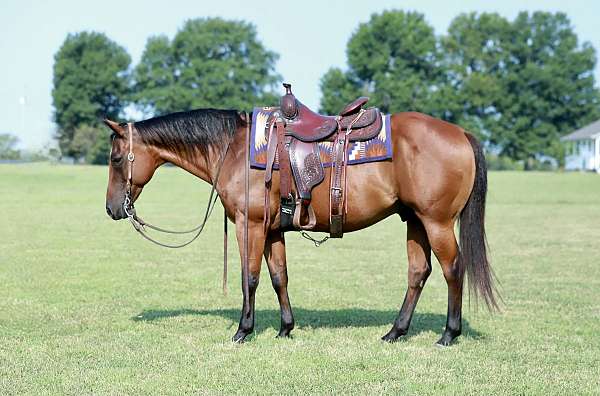 all-around-quarter-horse