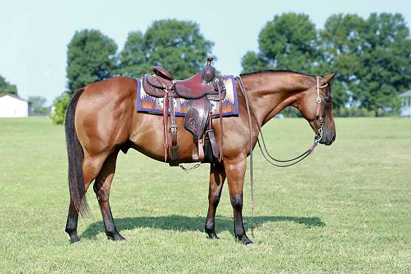 beginner-quarter-horse