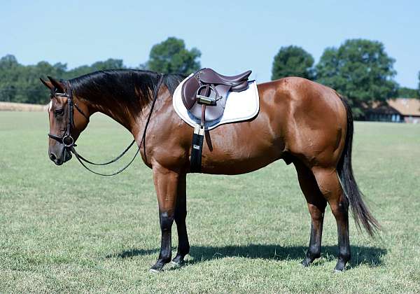 husband-safe-quarter-horse