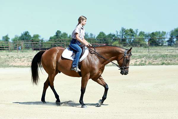 jumper-quarter-horse