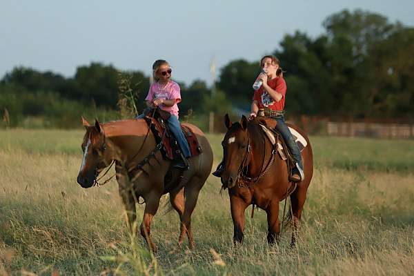 kid-safe-quarter-horse