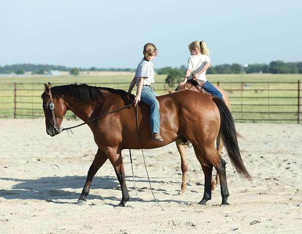 playday-quarter-horse