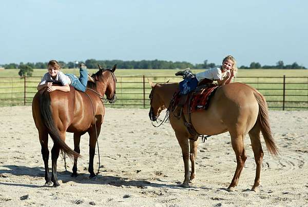 ranch-quarter-horse