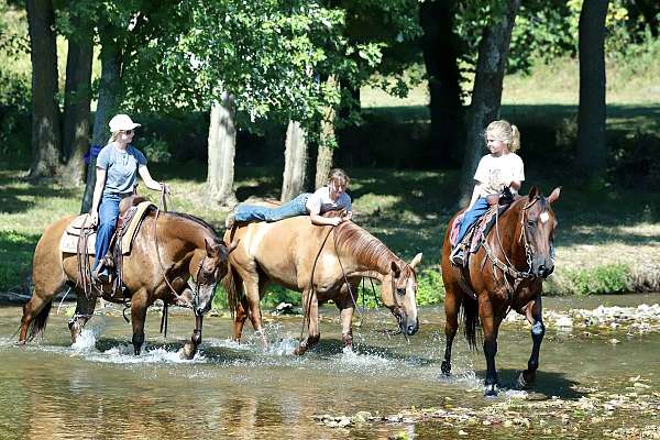 ranch-work-quarter-horse