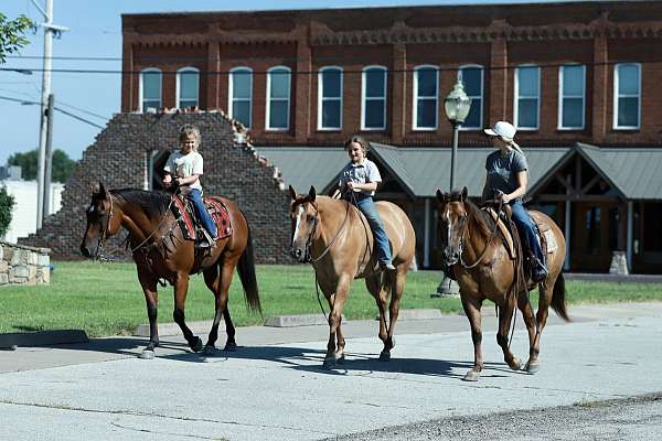 trail-quarter-horse