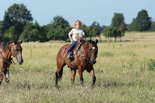 western-riding-quarter-horse