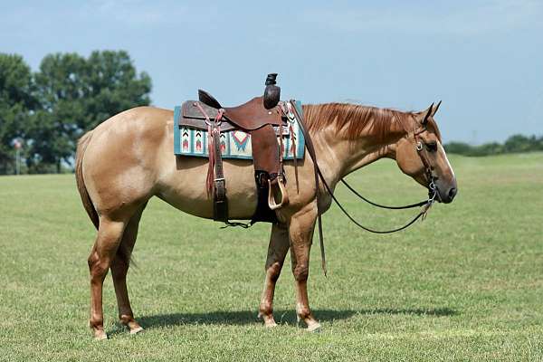 beginner-quarter-horse