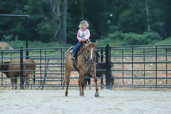experienced-quarter-horse