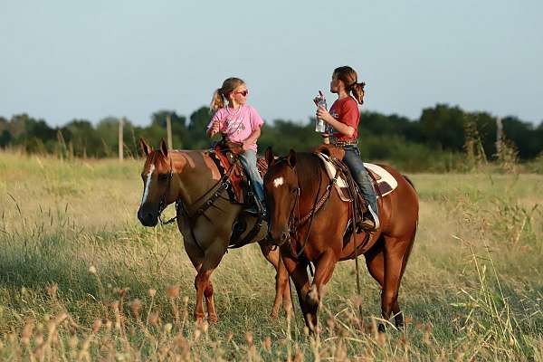 husband-safe-quarter-horse