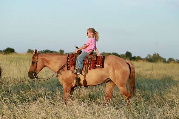 kid-safe-quarter-horse