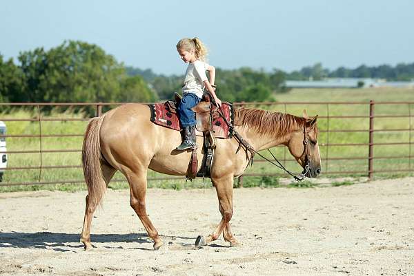 playday-quarter-horse