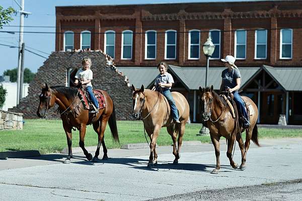 trail-quarter-horse