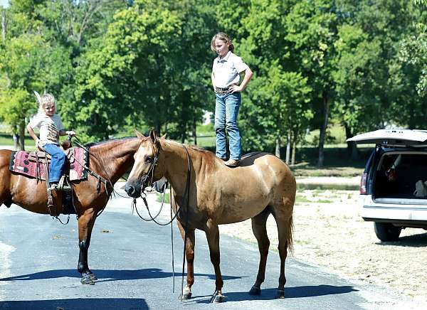 trained-quarter-horse